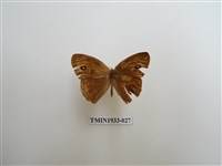 藏品(小眉眼蝶)的圖片